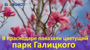 В Краснодаре показали цветущий весенний парк Галицкого