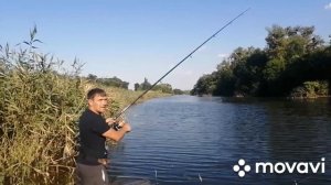 РЫБАЛКА 🎣🎣 НА ТОЛСТОЛОБИКА НА ДИКОМ ВОДОЁМЕ УДАЛАСЬ