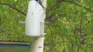 Птицы. Подмосковье. Май 2020