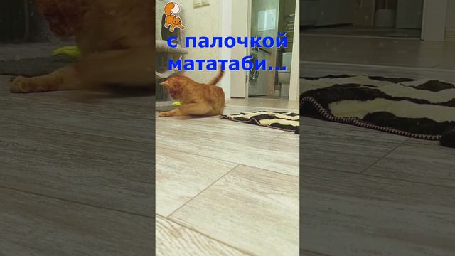 КоШачья Радость. Чудной Кот Феня, он же Феникс. Короткая версия 3 серии.