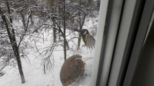 Чем кормить синичек. Моя прикормленная стайка.