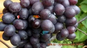 Виноград плодовый Краса Никополя (vitis) ? обзор: как сажать, рассада винограда Краса Никополя