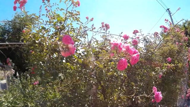 Вьющаяся розовая роза - цветок, который любую усадьбу превратит в сказочное место красоты смотреть онлайн