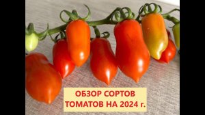 Обзор сортов томатов на 2024 г.