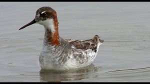 Плавунчик круглоносый (Phalaropus lobatus) - Red-necked Phalarope