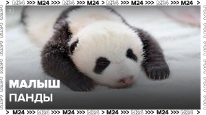 В Московском зоопарке рассказали о родившемся детеныше панды - Москва 24