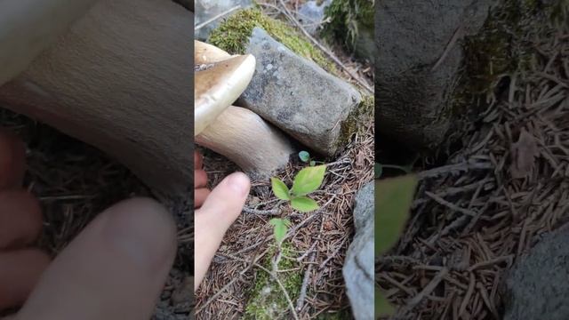 Великий білий гриб в Карпатах смотреть онлайн