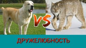Рысь против Алабая. Lynx against Alabai. Собаки. Батл собак. Animals Battle.