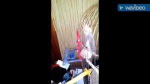 Как научить попугая выходить из клетки
