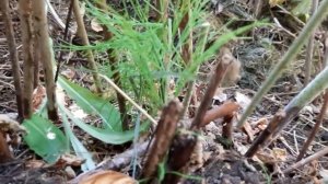 Уход за малиной в сентябре