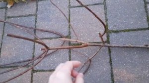 Сорта гортензий метельчатых осенью. Обрезка SKYLIGHT. 13.11.2022