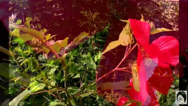 Гибискус- Цветочек Аленький смотреть онлайн