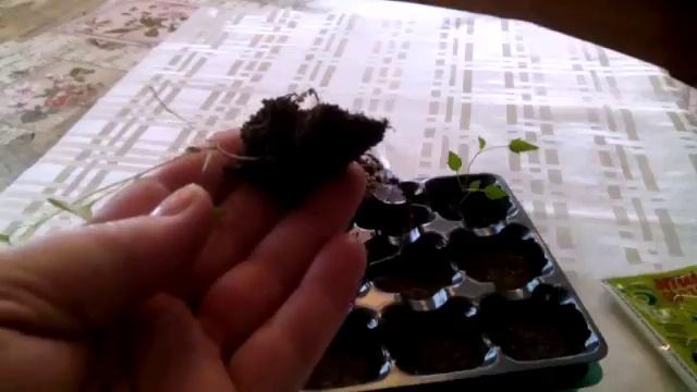 Клематис тангутский обрадовал всходами смотреть онлайн