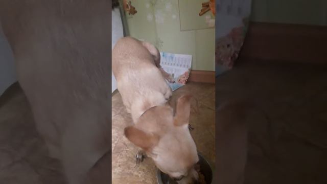 Вредная собака не хочет кушать смотреть онлайн