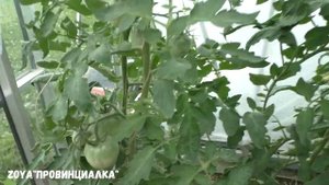 ДЕРЕВЕНСКИЙ ВЛОГ/цветы/огород/компот/куры /стригу растения/ #лето #деревня #vlog #томаты #огурцы