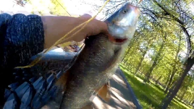 Ловля жереха в центре Москвы! Городская рыбалка (Street Fishing)