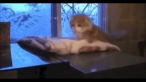 Cat Кошки Котята Коты #Shorts 735.mp4