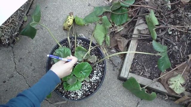 Ligularia spp 橐吾 смотреть онлайн