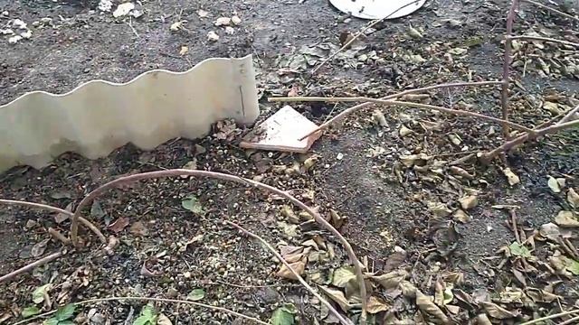 осмотр огорода.дел много руки не доходят. смотреть онлайн