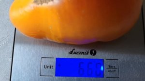 ТОМАТ БЫЧЬЕ СЕРДЦЕ ОРАНЖЕВОЕ. СОРТОВОЙ, КРУПНОПЛОДНЫЙ.