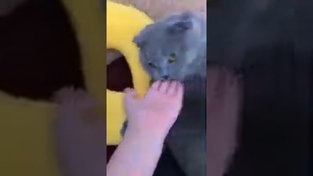 Плюсы и минусы британской породы котов!! смотреть онлайн