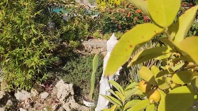 Южный сад. Зимы нет. Цветы круглый год. смотреть онлайн