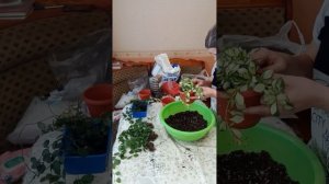 Хойи, дисхидии/грунт, пересадка