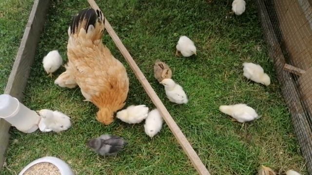 Цыплятам неделя. Обзор огорода. смотреть онлайн