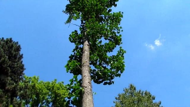 Гинкго Билоба Фастигиата/Ginkgo Biloba Fastigiata/Обзор смотреть онлайн