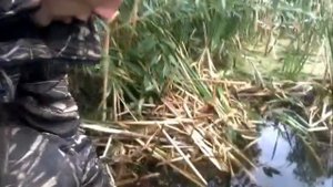 Зарыбление мальком толстолобика в Шумяческом р-не Смоленской обл.