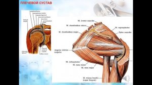 ЛЕКЦИЯ №2. Топографическая анатомия верхней конечности