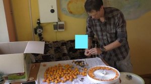 Электросушилка Беломо 8360 для моей походной еды