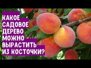 Какое садовое дерево можно вырастить из косточки или семян?