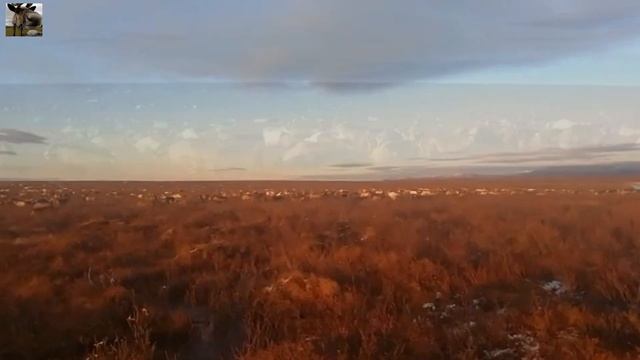 Пастух и стадо оленей / Пастбище / Закат дня смотреть онлайн