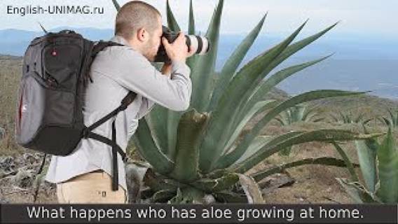 Английский онлайн бесплатный тренажер-репетитор. Аудирование, говорение, прокачка словарного запаса