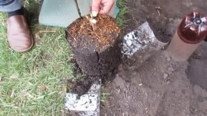 Высадка саженца винограда из контейнера весной на даче (1)