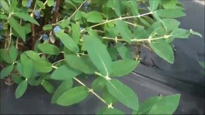 ЖИМОЛОСТЬ.  Бакчарские и канадские сорта. Обзор урожая сезона - 2020.