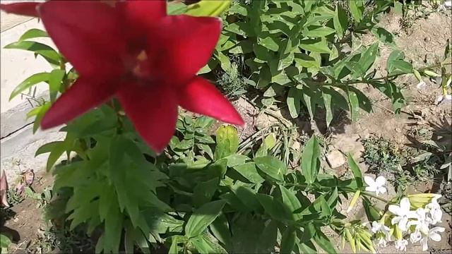 Лилия Purple Prince и уход за ней смотреть онлайн