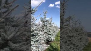 Ель колючая Эдит