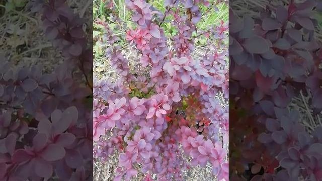 барбарис тунберга из семян