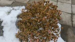 Вечнозеленые кустарники - зимнее украшение сада. Часть 1.