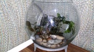 Decorating a round aquarium with stony soil, plants and pouring water before settling the fish.