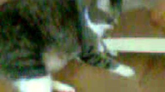 Попытка-не пытка кот пытается достать мышь))) смотреть онлайн