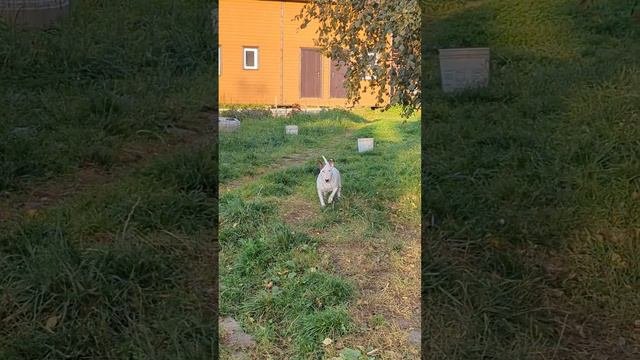 Белый Миниатюрный бультерьер #minibullterrier #bullterrier #minibull #бультерьер #минибультерьер