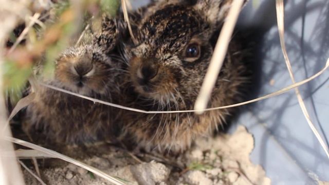 "Сливочные" зайчата на выгуле смотреть онлайн