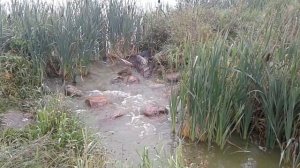Озеро Победное, Ленинградская область