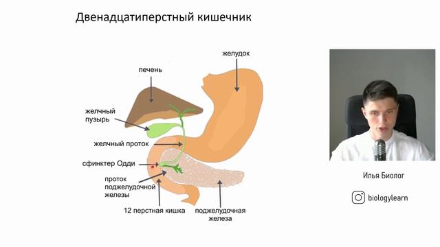 Пищеварительная система | Анатомия Биология ЕГЭ | Физиология смотреть онлайн