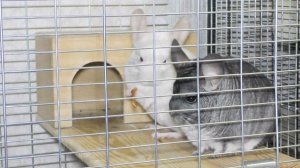 Как приручить шиншиллу к рукам. Приручение шиншиллы