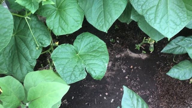 Как выращивать несколько культур в одной теплице.