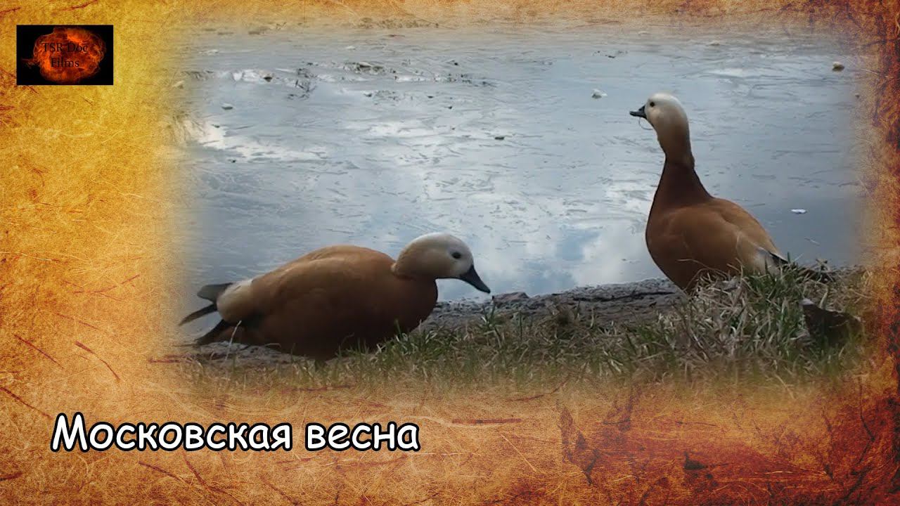 Московская весна / Moscow spring (2019) смотреть онлайн